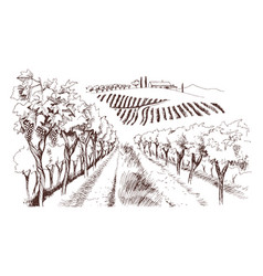 Hand Drawn Fields Of Vineyards With Grape Farm