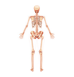 Women Skeleton Human Body Bones Female Concept