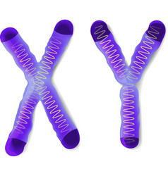 X And Y Chromosomes