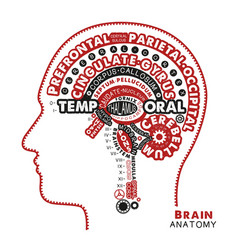 Brain anatomy typographic artwork inspirational Vector Image