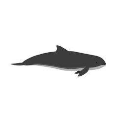 Phocoena - Harbour Porpoise - Side View