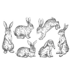 Wild Bunny Sketch Sketched Rabbit Or Hare Retro