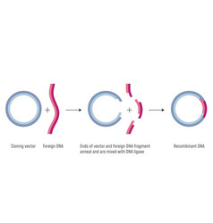 Gene Cloning Plasmids And Recombinant Dna