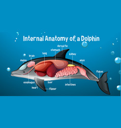 Internal Anatomy A Dolphin With Label