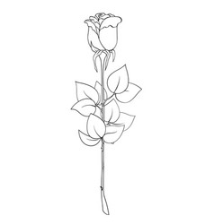 Rose Flower With Stem And Leaves Black Line Sketch