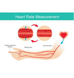 Heart Rate Measured Arm And Arteries Use