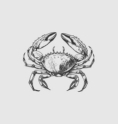 Crab Isolated Drawing Sea Animal