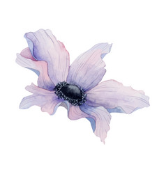 Purple Anemone Flower Spring Watercolor Drawing