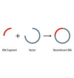 Gene Cloning Plasmids And Recombinant Dna