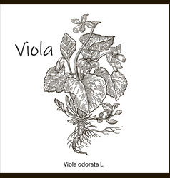 Viola Odorata Hand Drawn