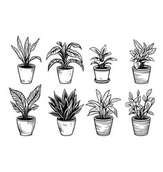 Set Of Sketches House Plants In Pots