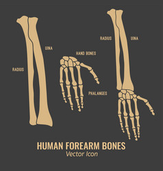 Human hands bones Royalty Free Vector Image - VectorStock