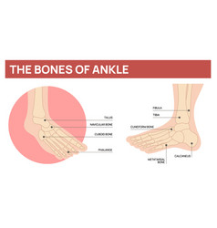 Foot Bones Scheme Human Ankle Anatomy Body Part