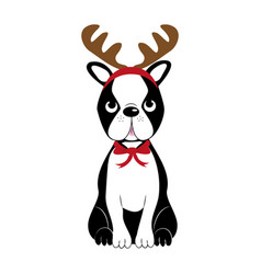 Cute Boston Terrier With Reindeer Antler And Bow