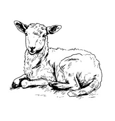 Cute Lamb Lying Hand Drawn Sketch