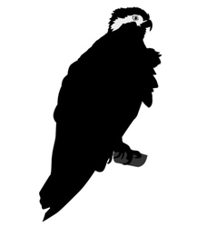 Silhouette Of Osprey