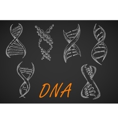 Dna Helix Models Chalk Sketches