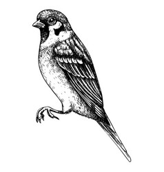 House Sparrow Sketch Hand Drawn Wildlife