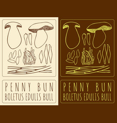 Drawing Penny Bun Hand Drawn The