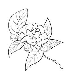 Sketch Jasmine Flower Drawing Cluster Draw