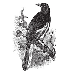 Magpie Robin Vintage