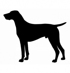 German Shorthaired Pointer