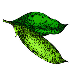 Green Pea Sketch Hand Drawn