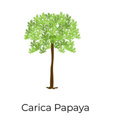 Carica Papaya