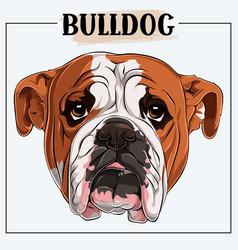 Cute Colored British Bulldog Face