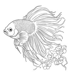 Betta Fish Coloring Pages For Kids