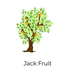 Jackfruit Tree