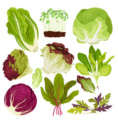 Salad Leafy Vegetables Set Batavia Romaine