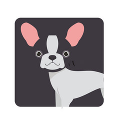 Cute Boston Terrier Dog On White Background