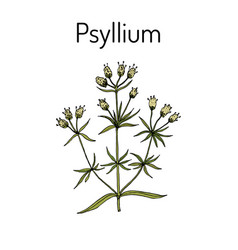 Ispaghula Plantago Psyllium Medicinal Plant