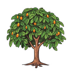 Fresh Citrus Fruit On Green Leaf Tree