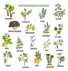 Best Adaptogen Herbs For Stress Relief