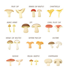 Set Of Different Types Mushrooms