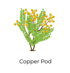 Copper Pod