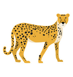 Cheetah