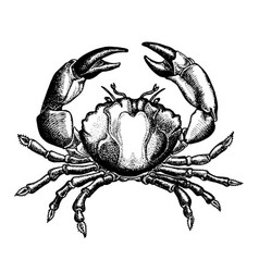 Hand Drawn Crab Sketch Seafood