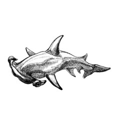 Great Hammerhead Shark Hand Drawn Sketch