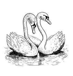 Two Swans Swim In The Lake Hand Drawn Sketch