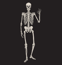 Human skeleton posing isolated over black Vector Image