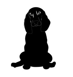 A Black Spaniel Dog