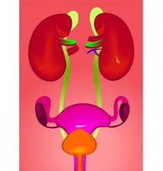 Kidney System