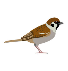 Passer Montanus - Eurasian Tree Sparrow - Sideview