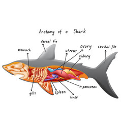 Anatomy A Shark