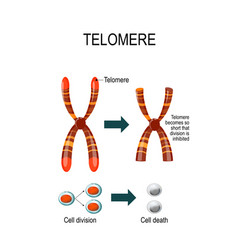 Telomere For Scientific Medical