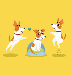 Jack Russell Terrier Jumping And Playing With Ball