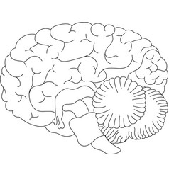 Human Brain The Structure Of Line